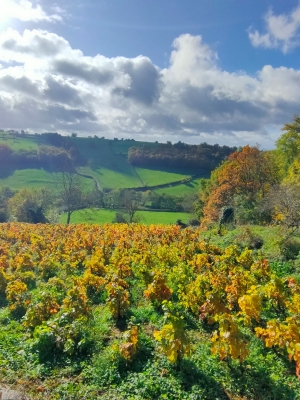 Marche des 7 Collines