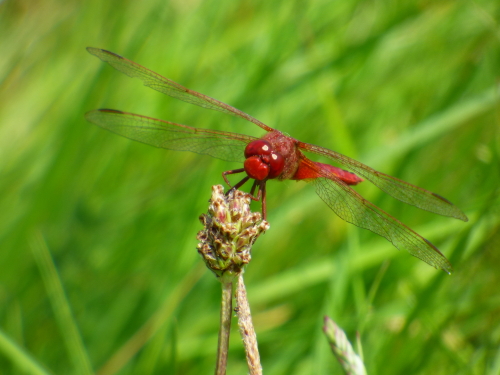 "Les petits Dragons des zones humides"