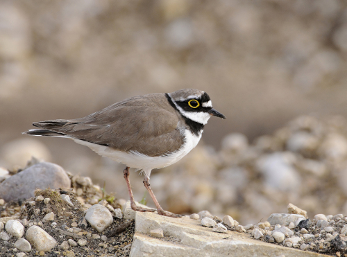"Oiseaux nicheurs des grèves et îlots de la Loire"