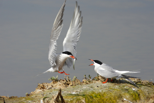 Soirée découverte des oiseaux nicheurs de la gravière de Marcigny