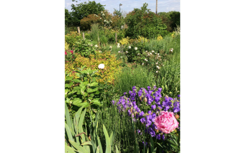 Conférence "L'eau au jardin"