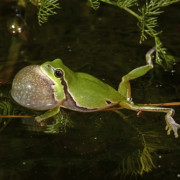 Les rainettes "a capella"
