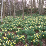 Fête des Jonquilles