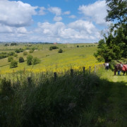 Randonnée pédestre avec un âne