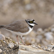 "Oiseaux nicheurs des grèves et îlots de la Loire"
