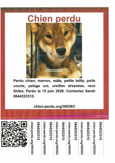 Chien perdu