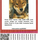 Chien perdu