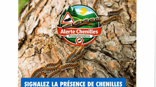 Alerte Chenilles