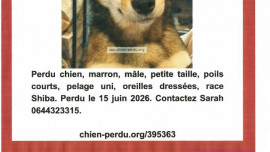 Chien perdu