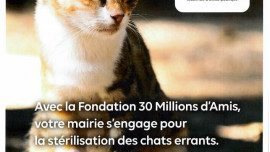 Campagne de stérilisation